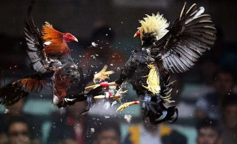 Cách Chơi Đá Gà Sabong Tại Good88 Hiểu Luật Và Thắng Lớn 1 Cách Chơi Đá Gà Sabong Tại Good88 Hiểu Luật Và Thắng Lớn